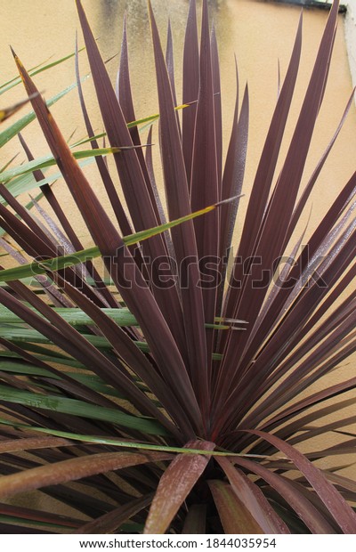 Cabbage palm Red Star leaves - Latin name\
- Cordyline australis Red Star plant\
isolated