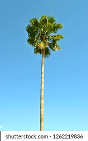Cabbage palm tree Latin name Sabal palmetto
