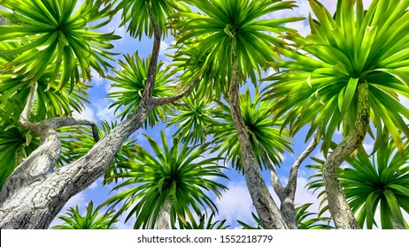 Cabbage Palm Tree (Sabal Palmetto) Canopy