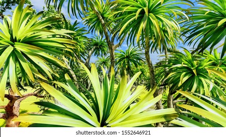 Cabbage palm tree (Sabal Palmetto) canopy