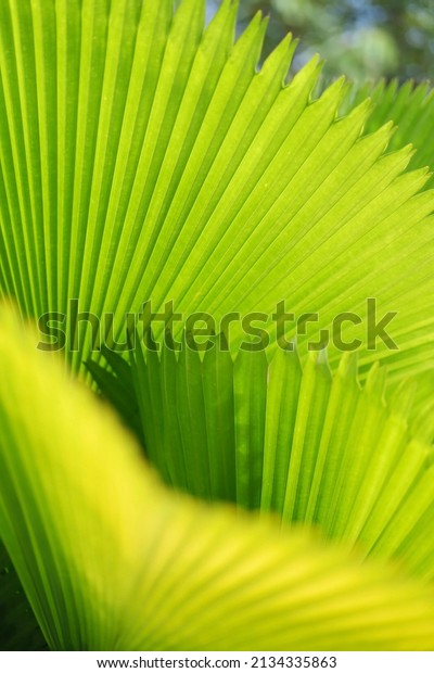 The cabbage palm tree or\
what is often called the fan palm has broad leaves with small\
straight stems
