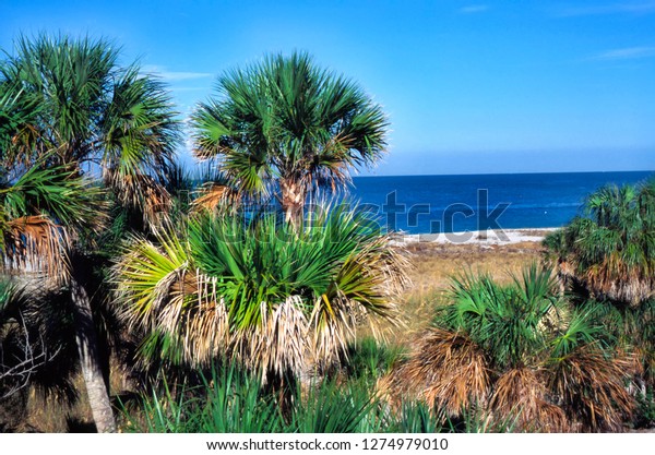Cabbage Palms, beach, Fort DeSoto\
County Park, St. Petersburg, Pinellas County, Florida,\
USA