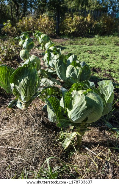 cabbage patch garden