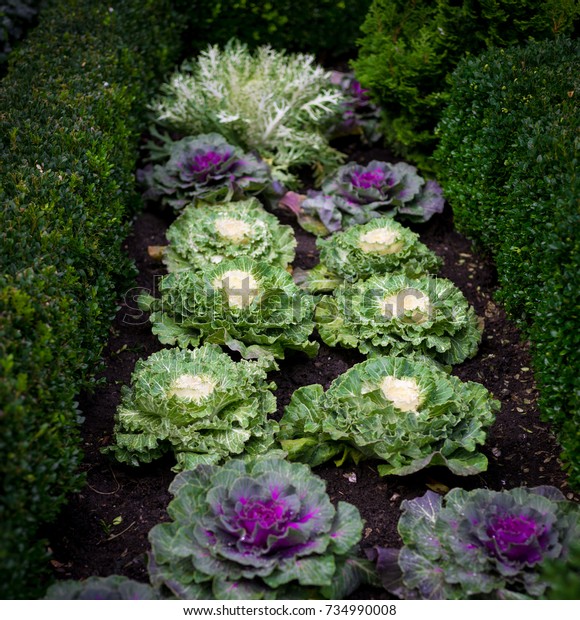 cabbage patch garden