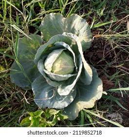 Cabbage, Patta Kobi 
, kobi