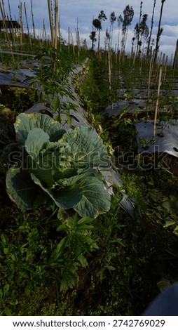 Cabbage placed directly on the soil creates a strong natural and authentic atmosphere. The layered leaf texture with fresh green tones blends with the earthy background, making it suitable for nature-themed design materials, organic concepts, agriculture visuals, and farm-to-table branding