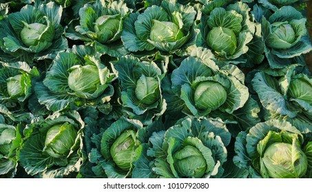Cabbage in the plot on high mountains ready to market.