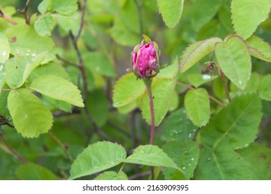 Cabbage Rose Bud In The Garden