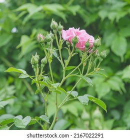 Cabbage Rose Bud In The Garden