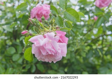 Cabbage Rose Bud In The Garden