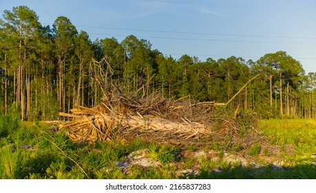 Cabbage or Sabal palm - Sabal palmetto - the state tree of Florida.  Destroyed in a pile of cleared trees to make room for more encroachement and development by human. Remaining trees in background