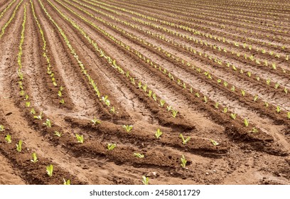 cabbage seedlings in the beds, rows of green young cabbages