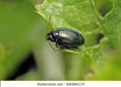 Cabbage Stem Flea Beetle (Psylliodes chrysocephala) on Oilseed Rape (Brassica napus)