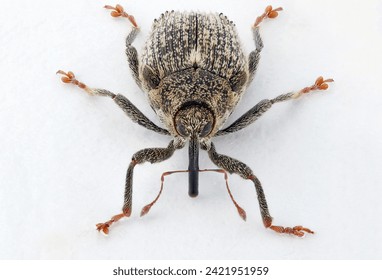 A cabbage stem weevil called also cabbage seedstalk curculio, Ceutorhynchus pallidactylus (synonym quadridens). Adult pest on a white background. A layered photo with high depth of field.   - Powered by Shutterstock