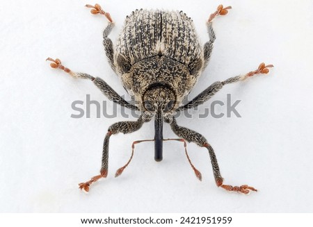 A cabbage stem weevil called also cabbage seedstalk curculio, Ceutorhynchus pallidactylus (synonym quadridens). Adult pest on a white background. A layered photo with high depth of field.  