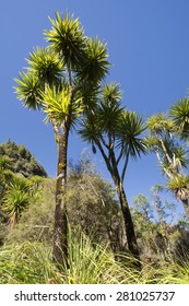 The cabbage tree is one of the most distinctive trees in the New Zealand landscape