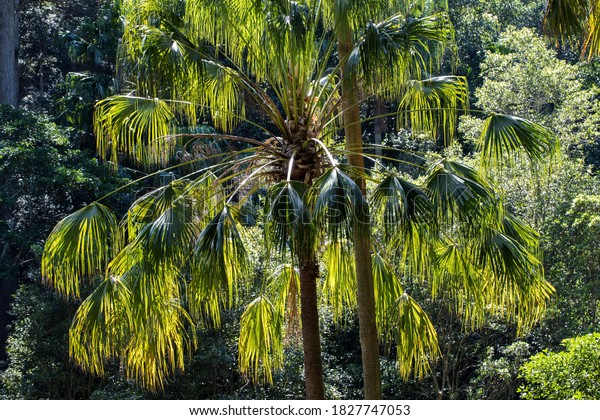 Cabbage Tree Palm growing in the Royal National\
Park, NSW Australia