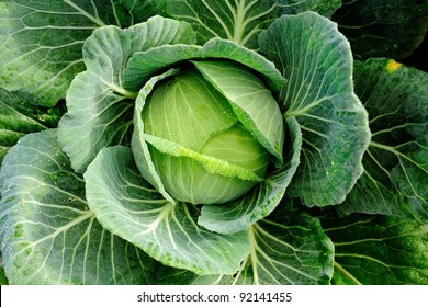 Cabbage Vegetable In Field Background