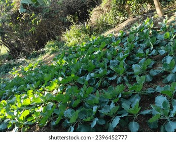 cabbage vegetable garden on the ground - Shutterstock ID 2396452777