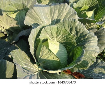 Cabbage vegetable planting with spread leaf and rolling ball