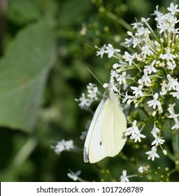 Cabbage White Butterfly