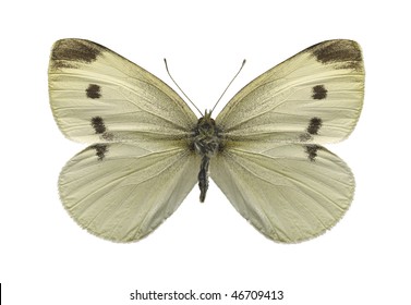 Cabbage White Butterfly