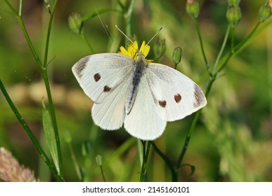 A "cabbage white butterfly" in a flower meadow - Shutterstock ID 2145160101