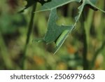 Cabbage white butterfly larvae eating green leaves
