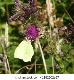 Cabbage White Butterfly On Purple Thistle Dartmoor UK