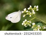 A Cabbage White butterfly perches on bedstraw in Taylor Creek Park, Toronto, Ontario.