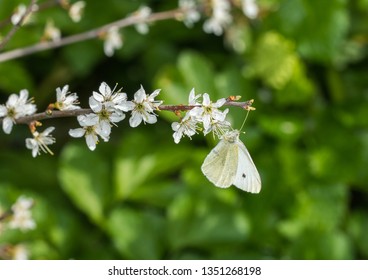 A Cabbage White Butterfly, Pieris Rapae, On Blossom In The UK In The Spring.