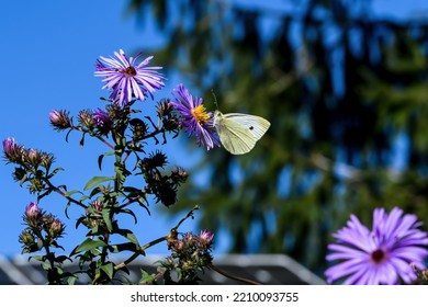 Cabbage White Butterfly Or Pieris Rapae On New England Aster Flower. It Is A Small Sized Species Of Family Pieridae. The Aster Is Growing In A Pollinator Garden With A Background Of Solar Panels.