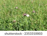 Cabbage white Pieris rapae
A native of Europe, the cabbage white was introduced accidently into Quebec in 1860 and quickly spread across the continent 