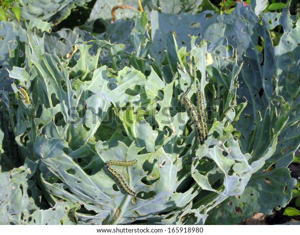 Cabbage worms eat holes in\
the leaves