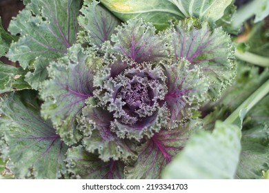 Cabbages Vegetable Texture Background ,selective Focus