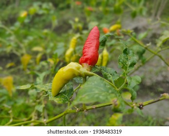 花 イラスト 唐辛子 の写真素材 画像 写真 Shutterstock