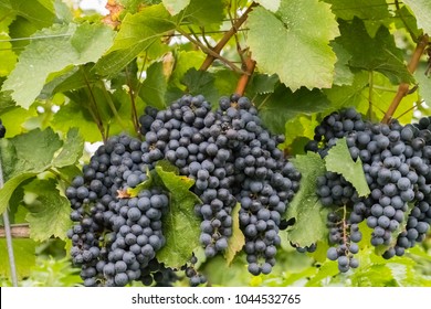 Cabernet Black Grape,   A Red Wine Made From Such Grapes. Cabernet Sauvignon Grapes