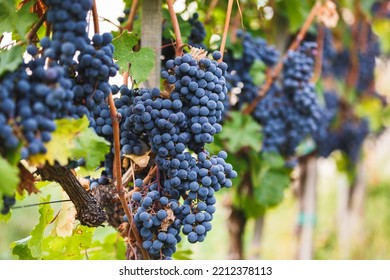 Cabernet Franc Grape Vine. Ripe Cabernet Grapes On The Vine In Vineyard In Late Summer. Selective Focus, Copy Space