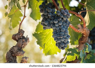 Cabernet Franc Wine Grapes In Golden Sunset Glow