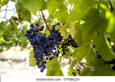 Cabernet Sauvignon Grapes In Autumn Harvest