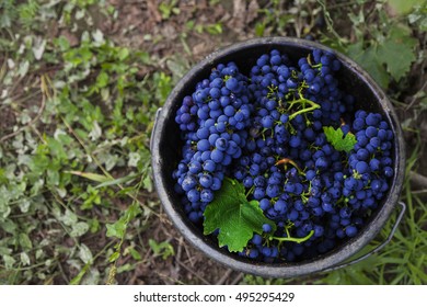 Cabernet Sauvignon Grapes In Bucket After Harvest