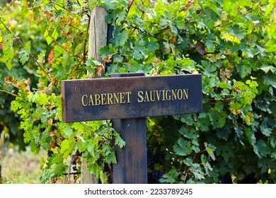 cabernet sauvignon grapes on the vineyard