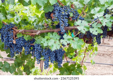 Cabernet Sauvignon grapes ready for harvest