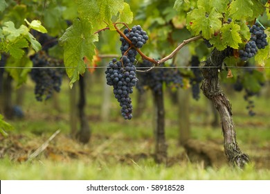 Cabernet Sauvignon In Saint Emilion