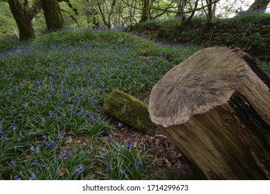 Cabilla Manor Wood Bodmin Moor In Spring, Site Of Special Scientific Interest