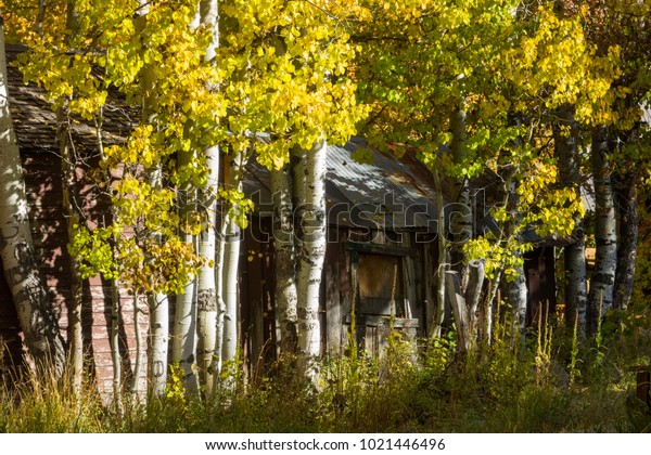 Cabin Aspen Grove Stock Photo Edit Now 1021446496