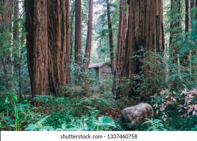 A Cabin Poking Between Redwood Trees In Big Sur, CA