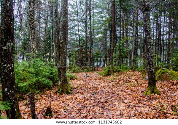 Cabin Woods Stock Image Download Now