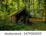 cabin, woods, forest, moss, nature, rustic, secluded, greenery, trees, foliage, sunlight, shadows, old, wooden