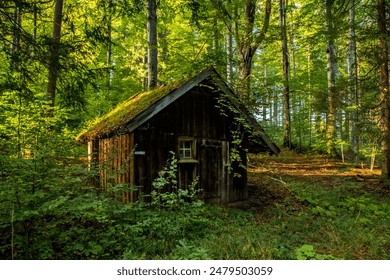 cabin, woods, forest, moss, nature, rustic, secluded, greenery, trees, foliage, sunlight, shadows, old, wooden - Powered by Shutterstock